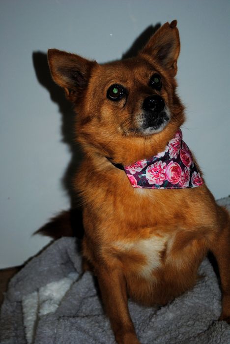 Niepepnosprawna Abby do adopcji