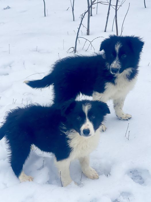 Border Collie piesek