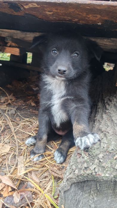 Подарю щенков, есть выбор