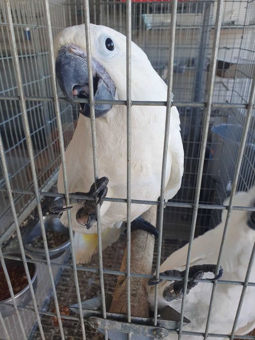 Catatua Albas  casal ja com cités