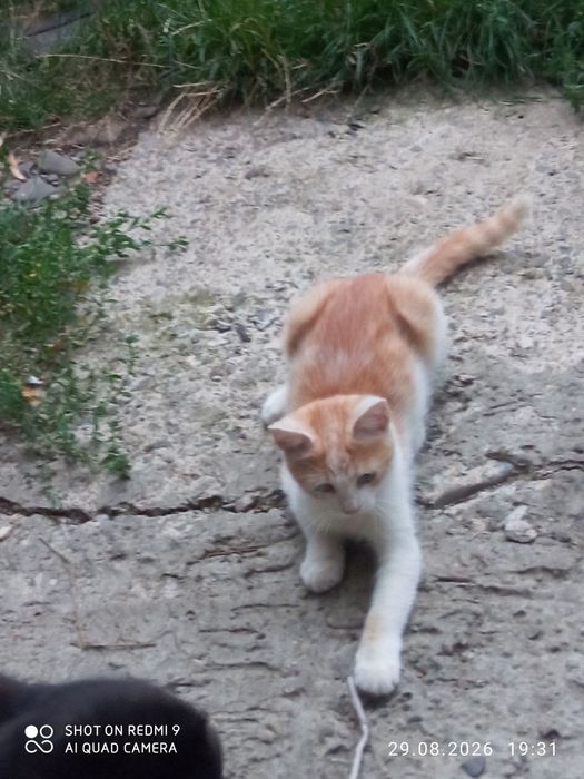 котик чекає на люблячу родину