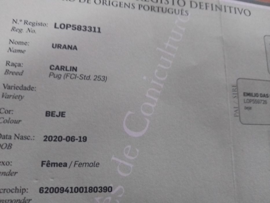Pug carlin olarilole c/ lop pedigree FCI