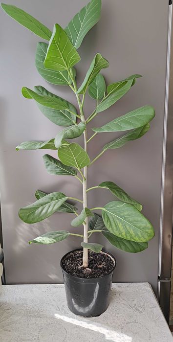 Фикус Бенгальский Одри Фікус Бенгальський 100 см