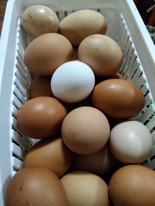 Ovos grandes e caseiros