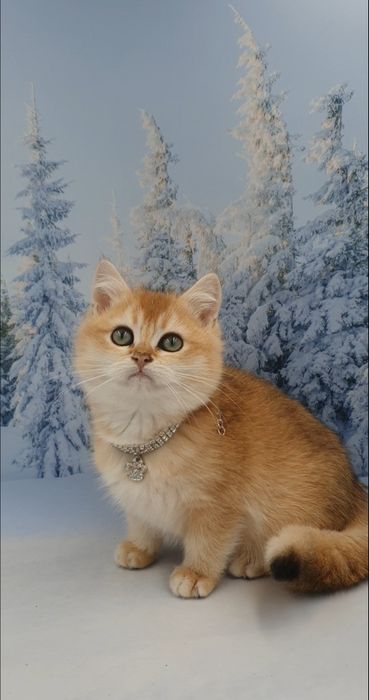 Золотий британський шиншила ny12