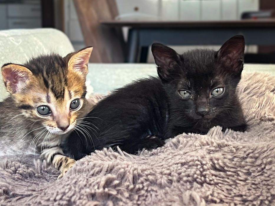 Gatas bebes para adoçao conjunfa