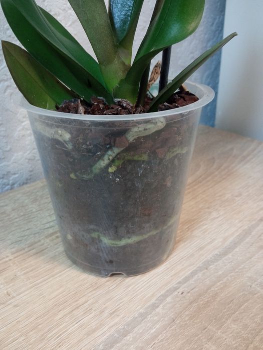 Орхідея.      ...