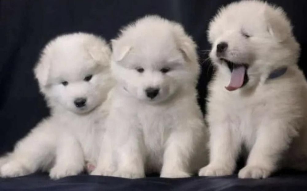 Samoyed już do odbioru