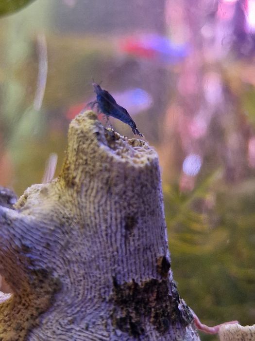 Camarões Neocaridina Blue Dream