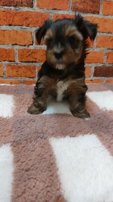 Chlopak yorkshire terrier