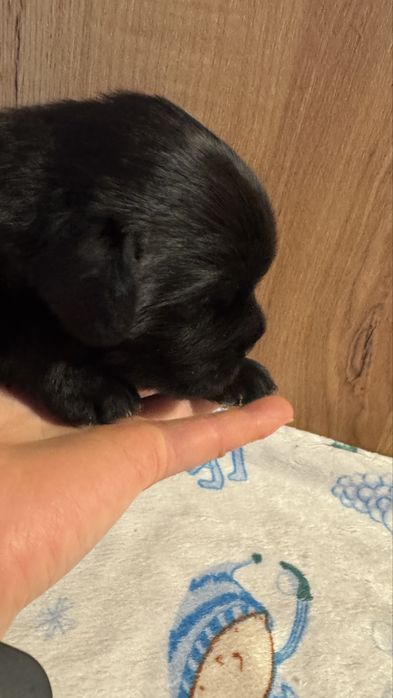 Nowofundland szczeniak