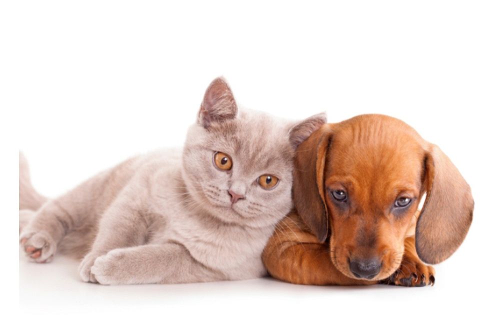 Ветеринар на дім