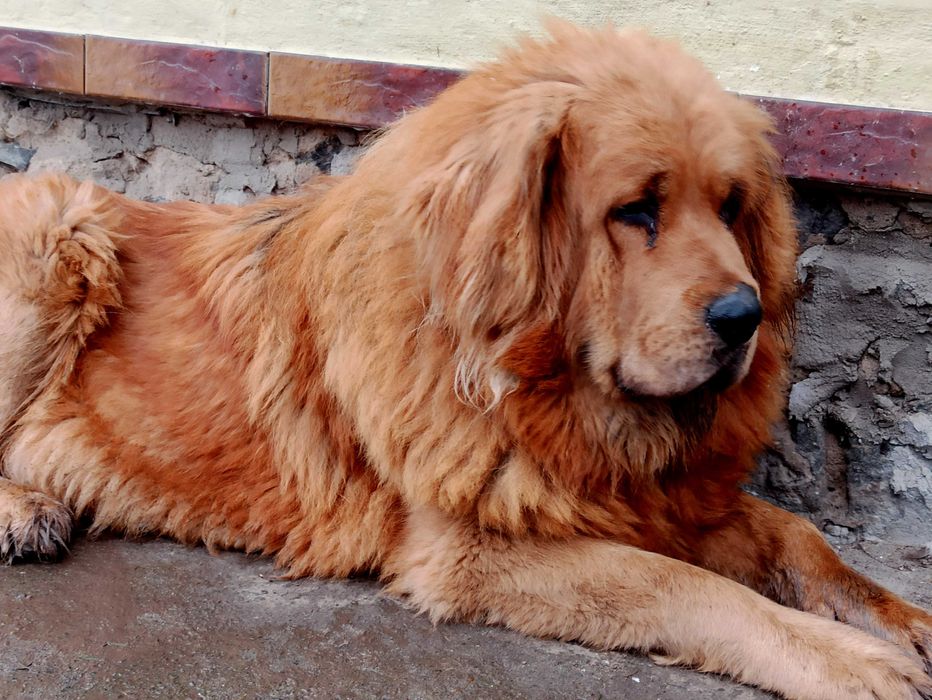 Тібетський мастиф СУКА