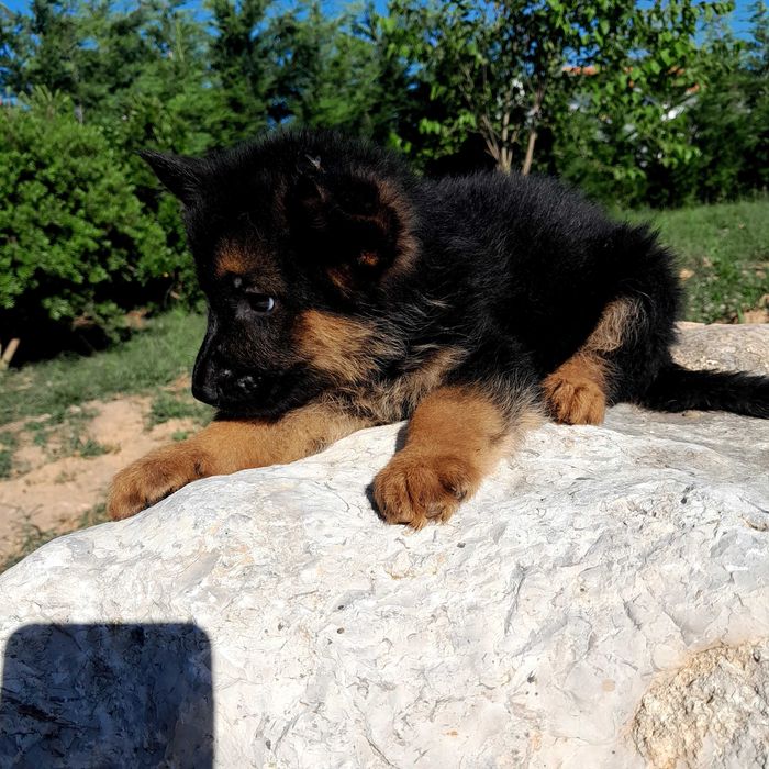 Pastor alemão  com lop