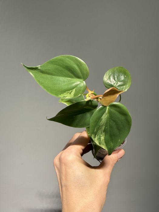 Епіпремнум Марбл Пленет, філодендрон Halo, Лемон Лайм, Бразіл, Міканс