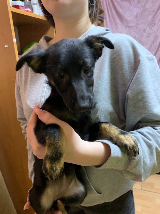 ТЕРМІНОВО шукаємо дім