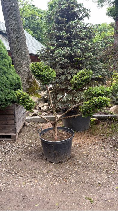 Krzewy formowane bonsai  Jałowiec Cis Cyprys Modrzew