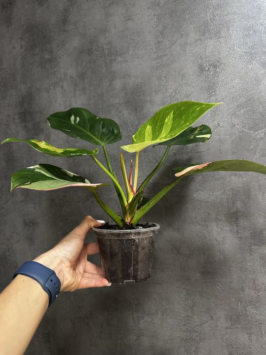 Філодендрон White Princess Tricolor Lime fresh aurea