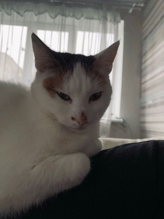 Віддаю у добрі руки кішку