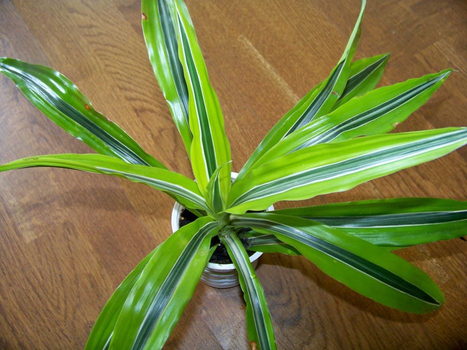 Драцена салатова