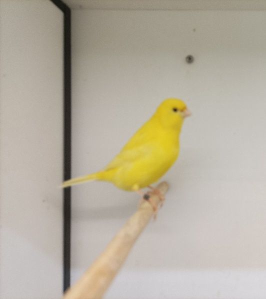 Canários Amarelos Intensos e Nevados