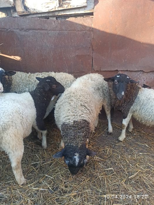 Продається баран