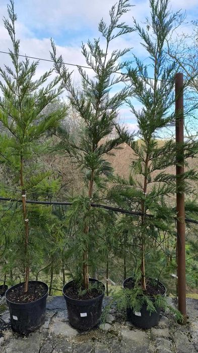 Cupressus Leylandii e Cupressus Leylandii Variegata