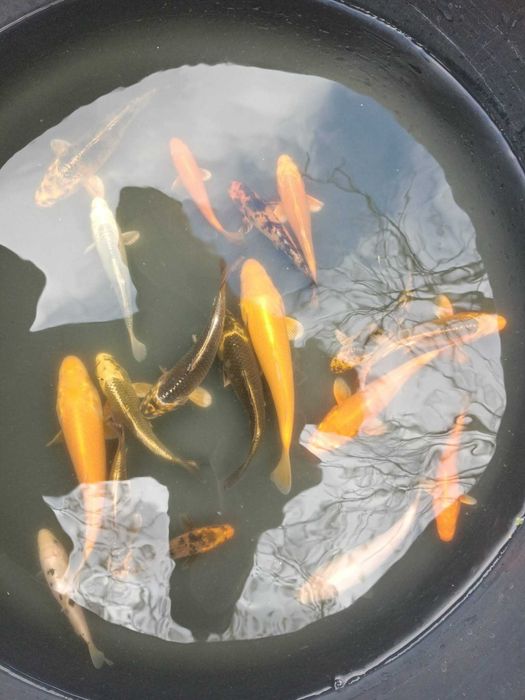 Karp koi 10-15cm ryby do oczek wodnych