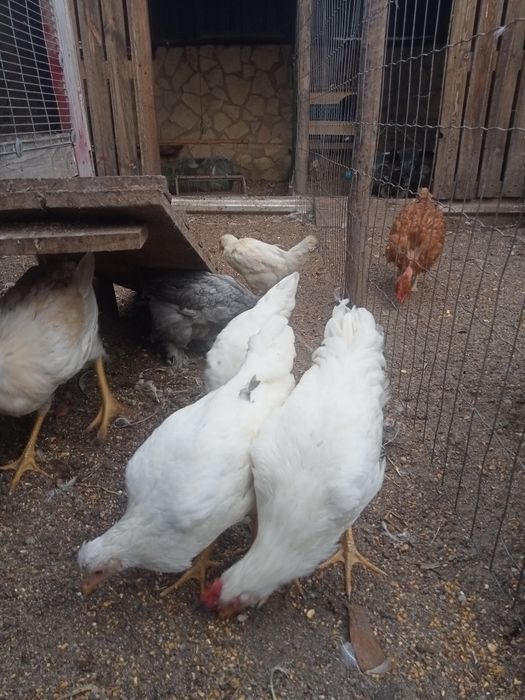 Galos e Galinhas Leghorn