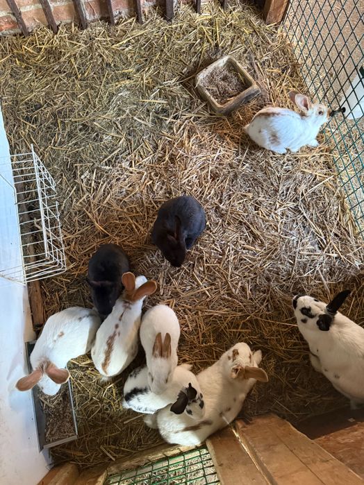 Króliki mięsne rasa srednia