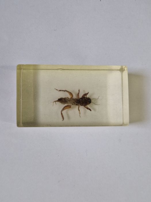 Coleção Bichos Salvat