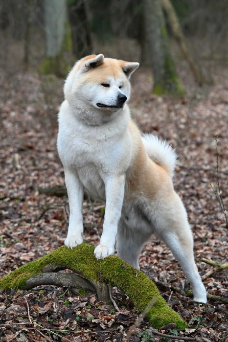 Akita inu Akita japońska szczenięta zapowiedź miotu maj 2026 ZKwP