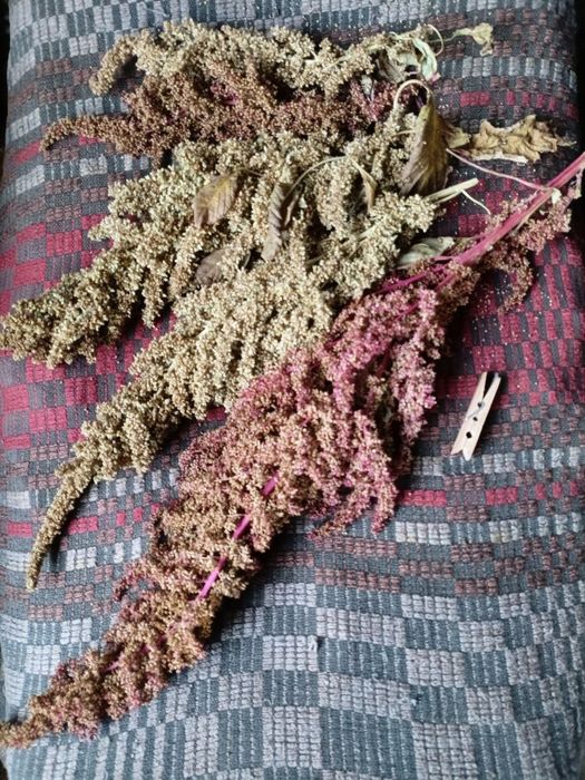 Амарант для птахів