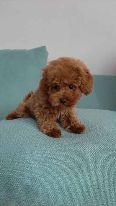 Шикарні цуцики. Той пудель.