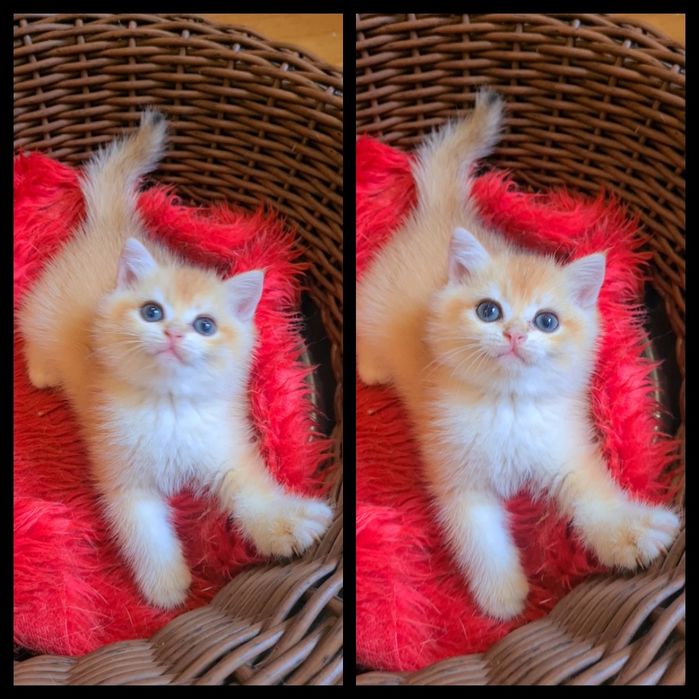 Золотая молодежь ny12