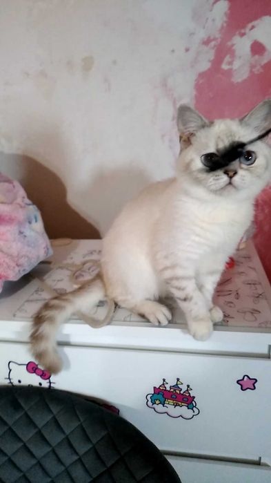 Котик,котёнок,белый,шишшилла серебристая. Кот.