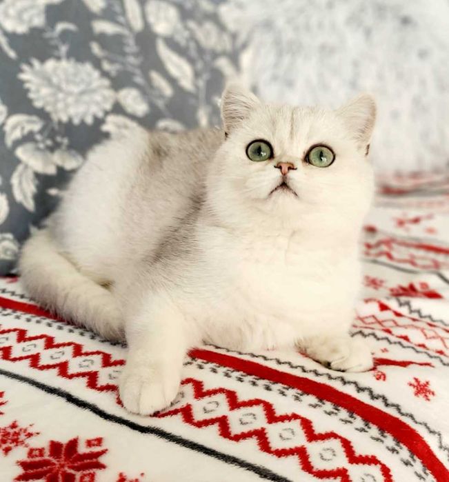 Koteczka srebrny point Maliwia Pl