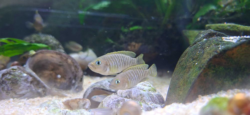 TROCO - Lamprologus multifasciatus