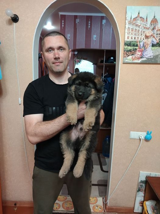 Чистокровні цуценята німецькоївівчарки
