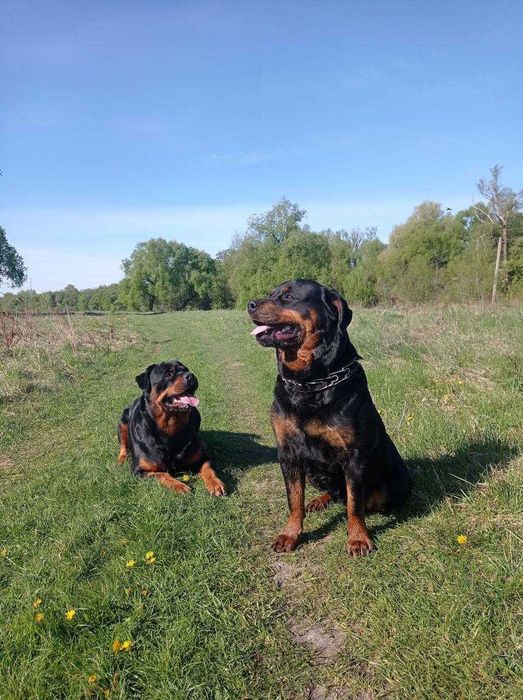 Ротвейлер собака