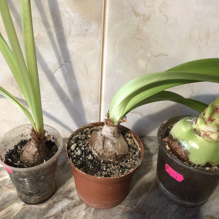 Гиппеаструм Charisma x Dansing Queen