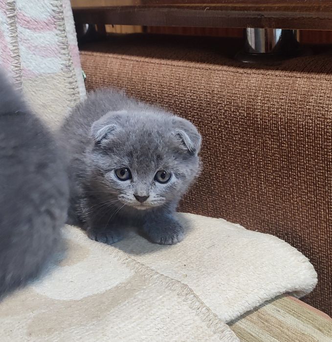 Британці короткощерстні
