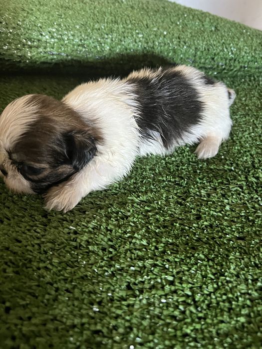 Shi-tzu excelente  macho pequenino