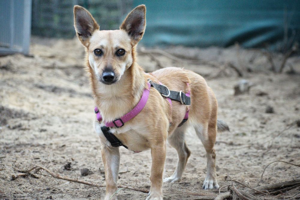 Mali szuka kochającego domu