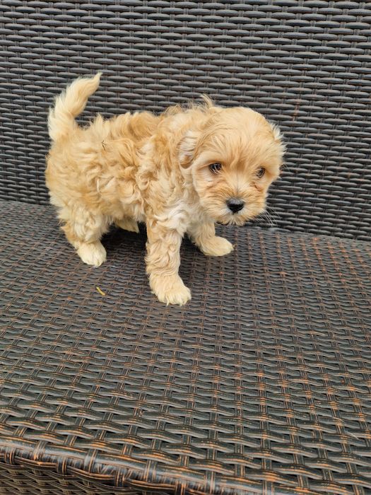 Maltipoo szczeniak aktualne