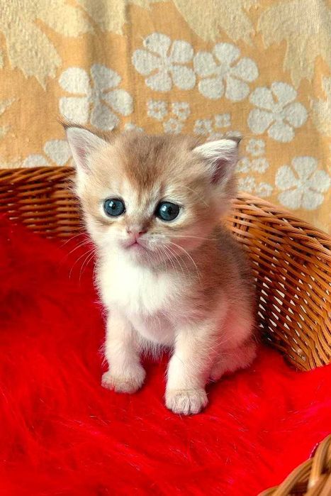Шотландские котята (ЗОЛОТАЯ ШИНШИЛЛА)