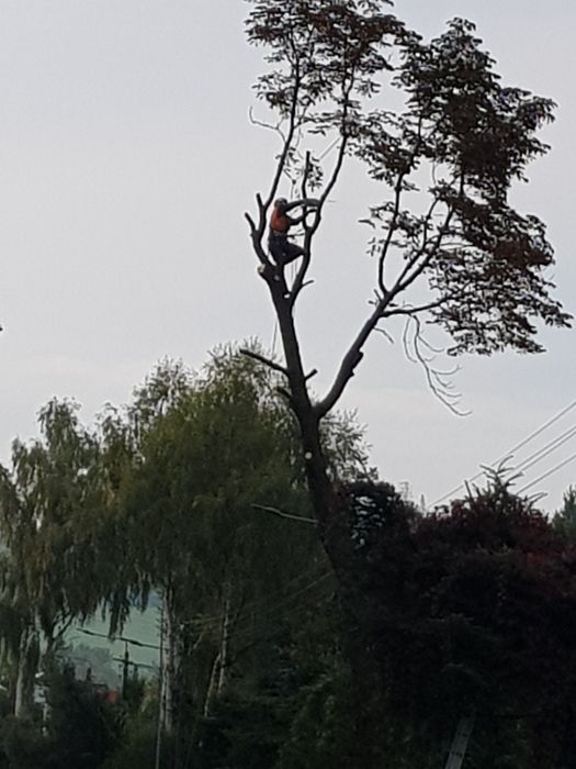 Wycinka drzew frezowanie pni