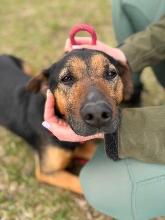 095810 Pluto do adopcji