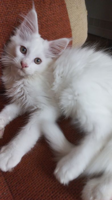 Kocurek Maine Coon WCF