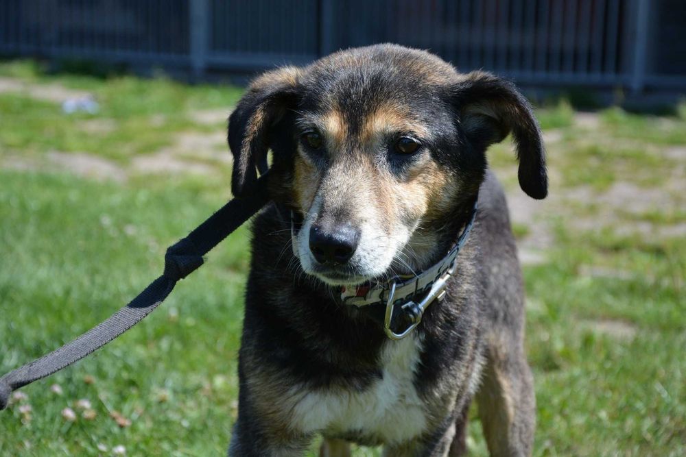 Dziubdziuś - starszy pan szuka kochającego domu